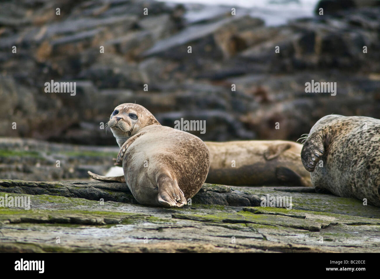 dh Common Seal SEAL UK Phoca vitulina un anno Cucciolo sulla roccia Nord Ronaldsay cucciolo Scozia baby porto giovane Guarnizioni Foto Stock