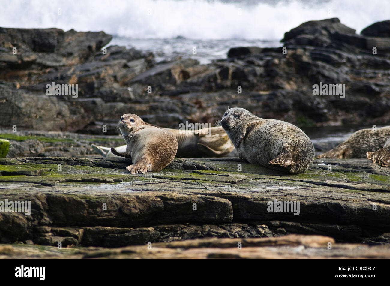 Dh comune guarnizione di tenuta REGNO UNITO un anno vecchio cucciolo su roccia North Ronaldsay Phoca vitulina guarnizioni del porto Foto Stock