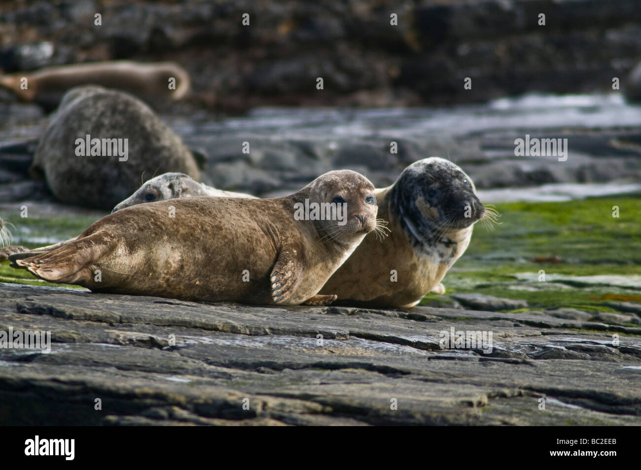 dh Phoca vitulina SEAL UK Harbour SEAL cucito su roccia North Ronaldsay coppia scozia baby rocce comuni porto sigilli Foto Stock