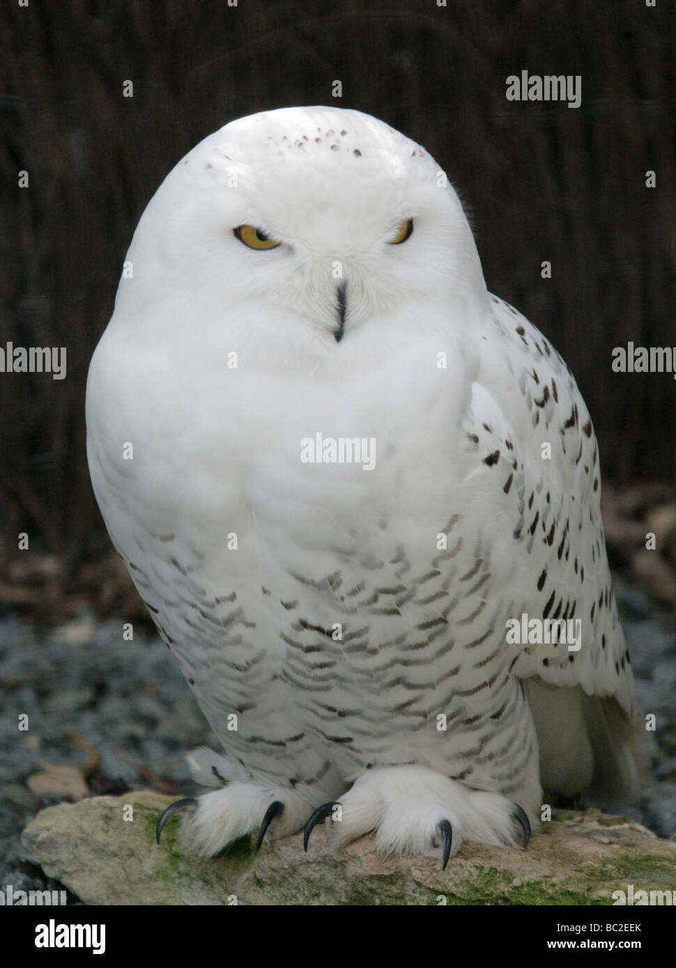 Civetta delle nevi o neve gufo, Bubo scandiacus, Titonidi Foto Stock