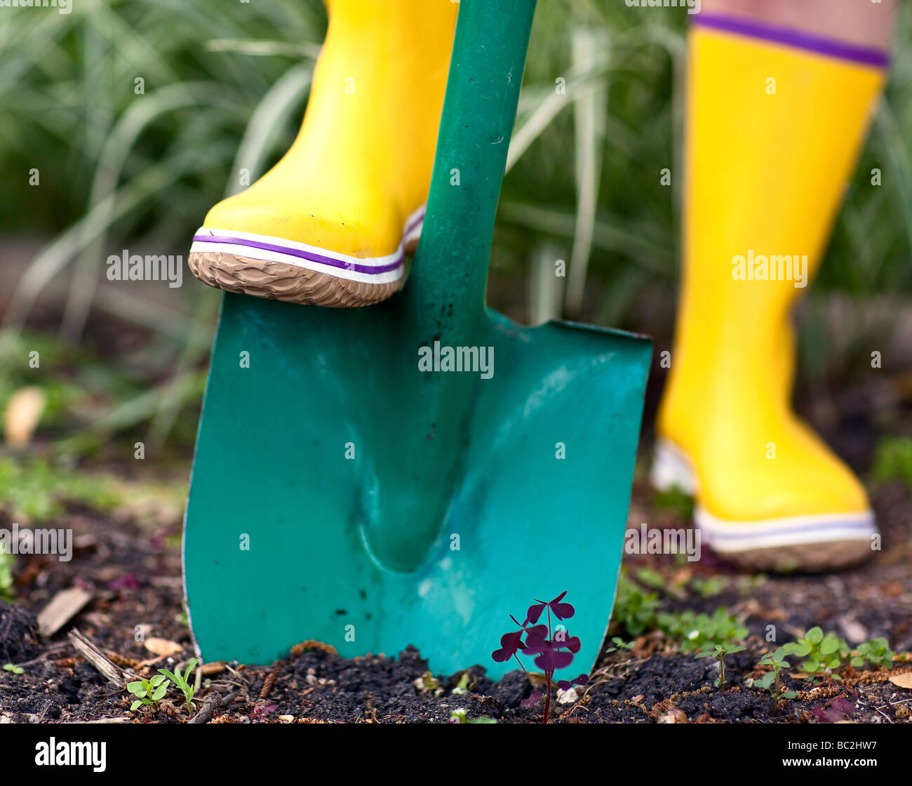 Giardiniere scavare nel terreno con una vanga, vista ravvicinata. Foto Stock