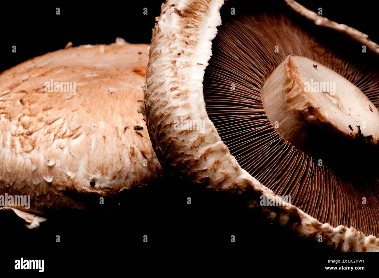 Macro orizzontale di portabella dei tappi a fungo su nero Foto Stock