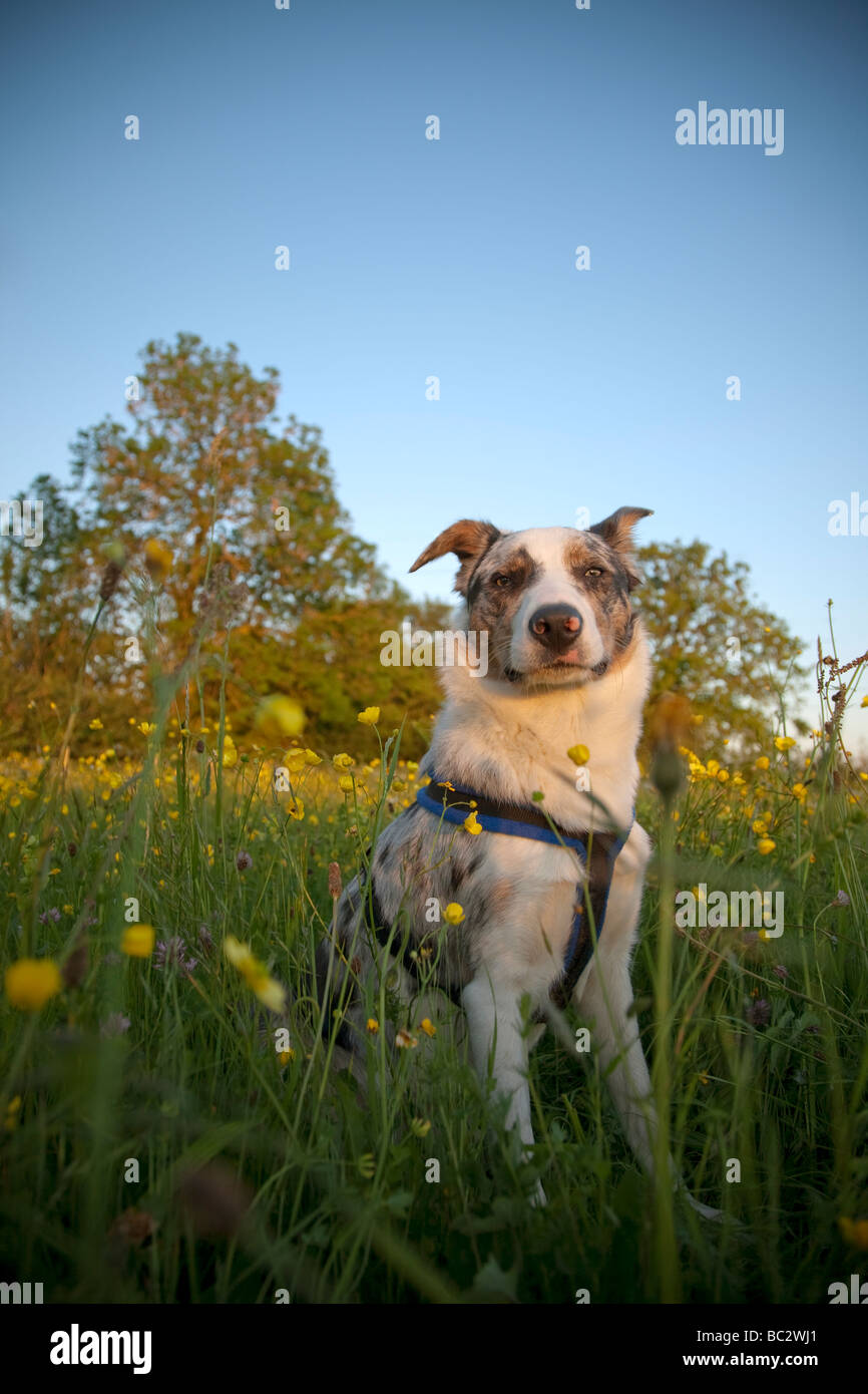 Blue merle Border Collie indossando un cavo sat in un prato di fiori selvaggi sulla soleggiata una calda serata estiva in campagna inglese Foto Stock