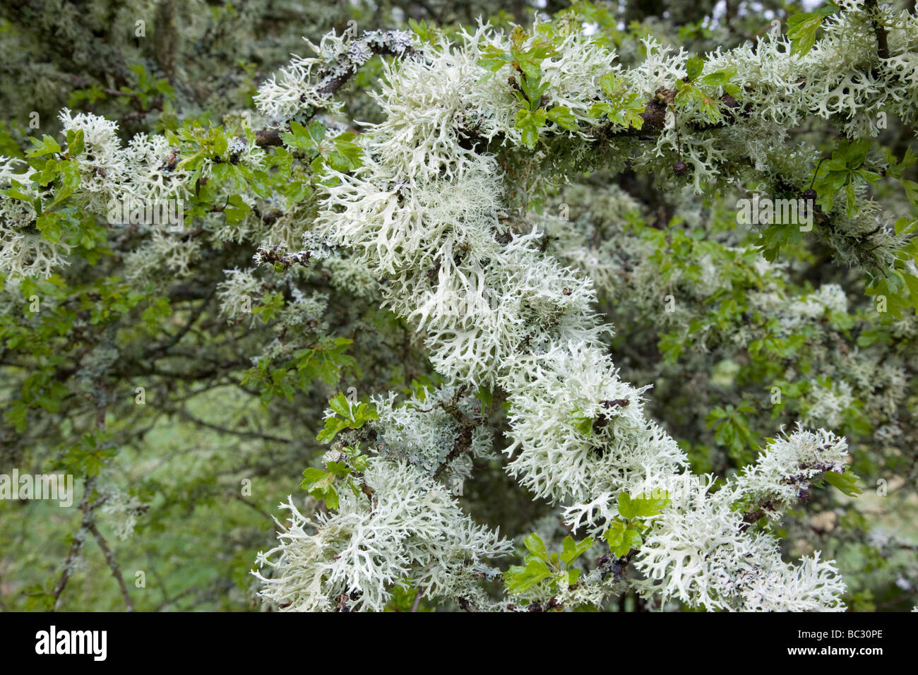 Biancospino rami affollato con il lichen vicino Hareshaw Linn in Northumberland Foto Stock