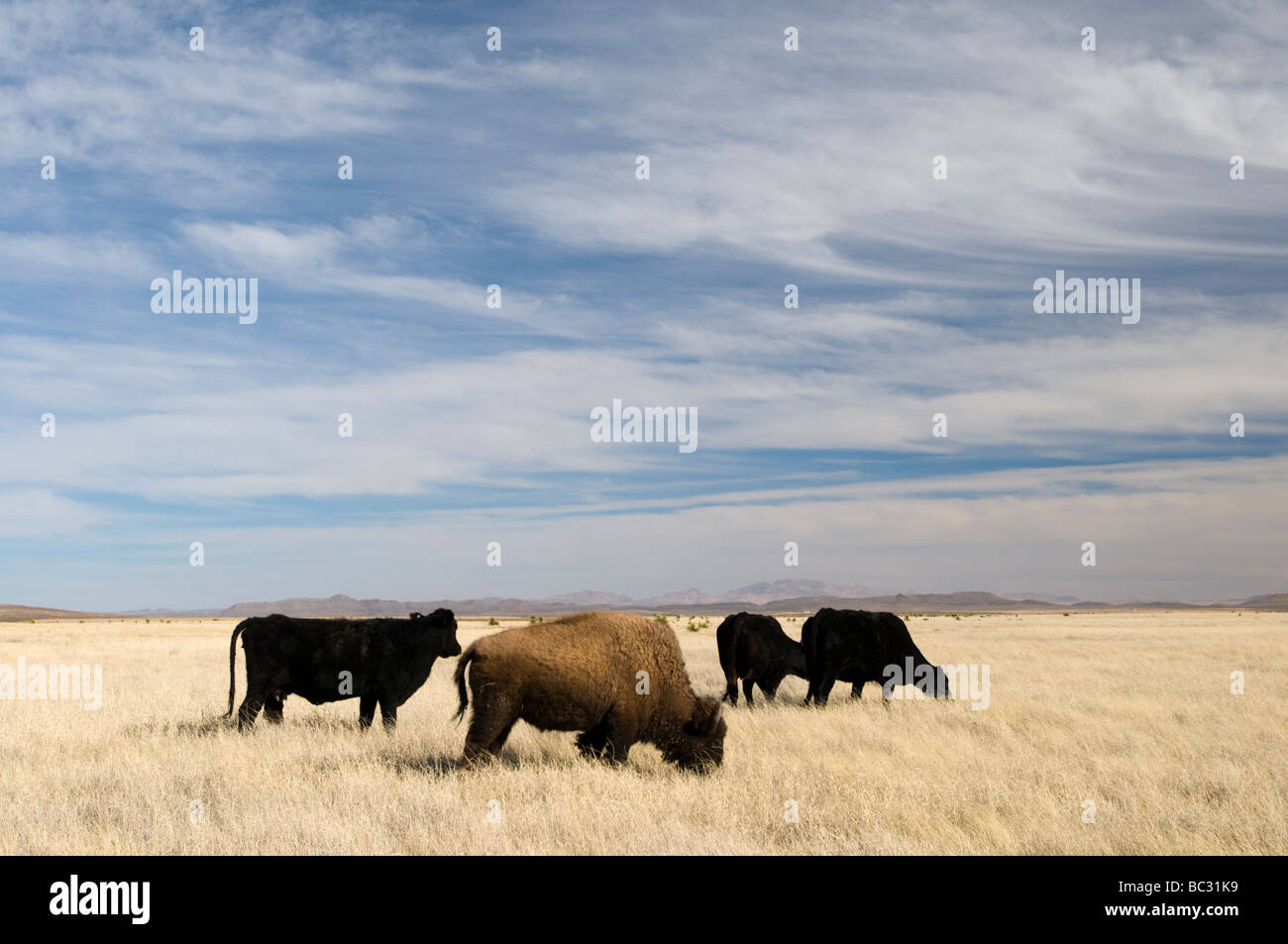 Un feral bison si mescola con il bestiame sulla US/Messico frontiera, Chihuahua. Foto Stock
