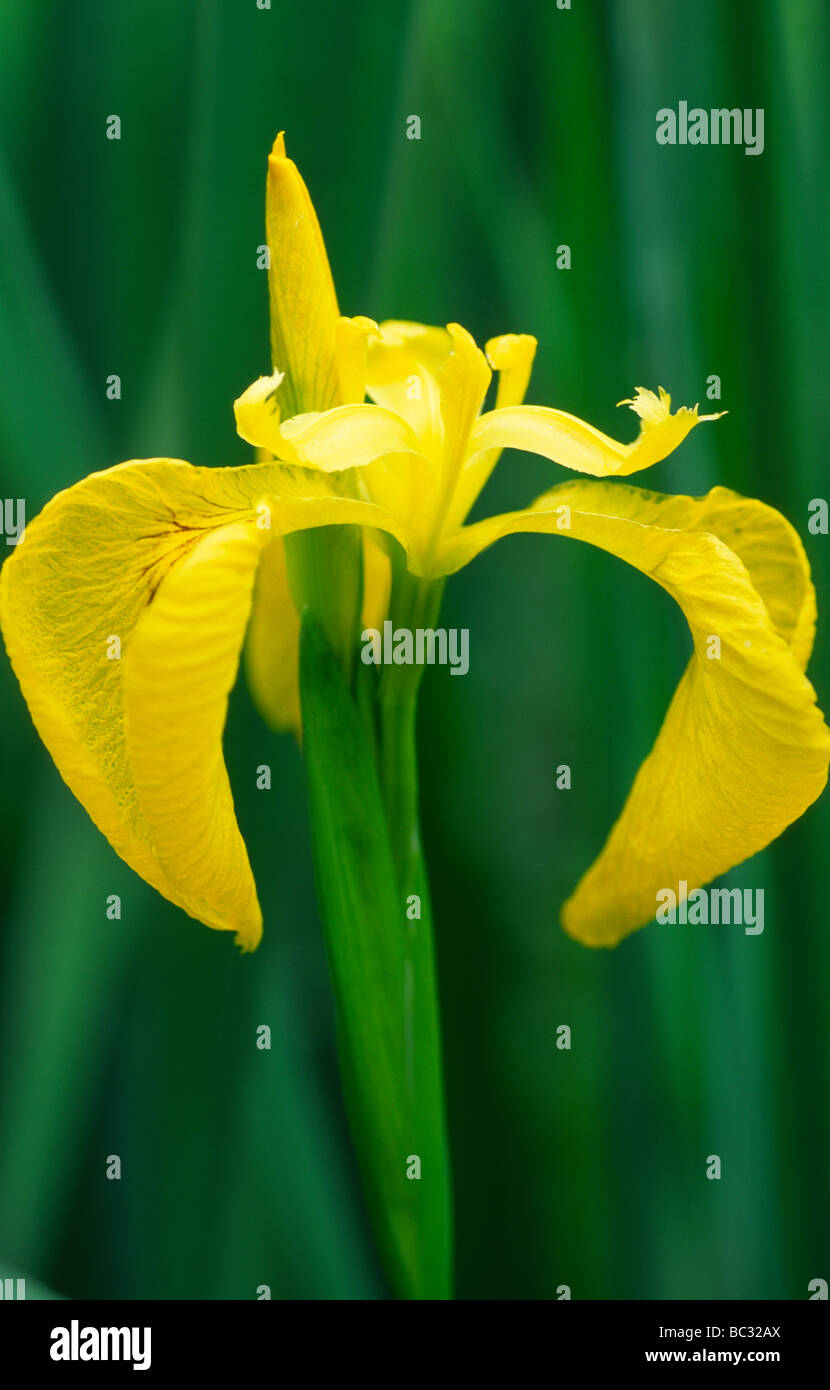 Selvaggio fiore giallo Iris Iris pseudacorous in corrispondenza del bordo del castello di Loch Lochmaben Scotland Regno Unito Foto Stock