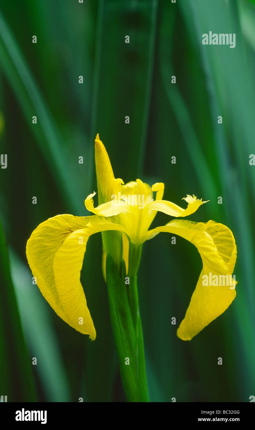 Selvaggio fiore giallo Iris Iris pseudacorous in corrispondenza del bordo del castello di Loch Lochmaben Scotland Regno Unito Foto Stock