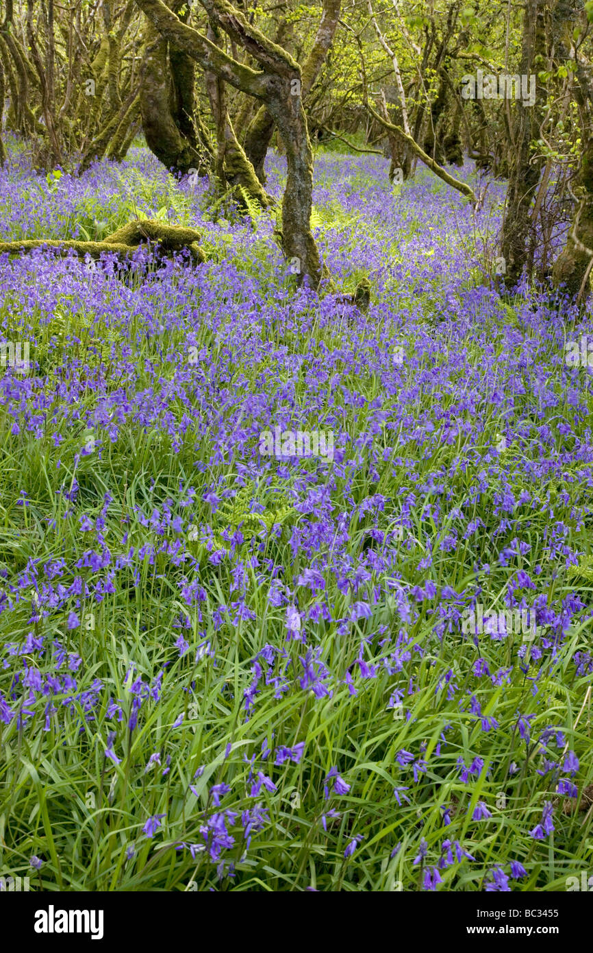 Bluebell boschi sul Loch Gruinart riserva naturale, Islay, Scozia Foto Stock