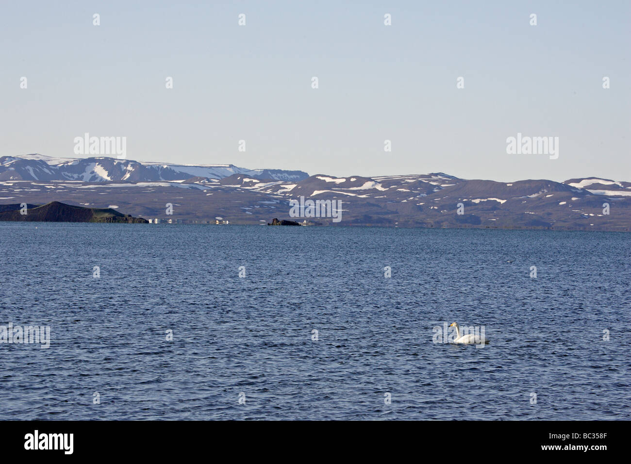 Whooper swan nuoto sul Lago Myvatn Foto Stock