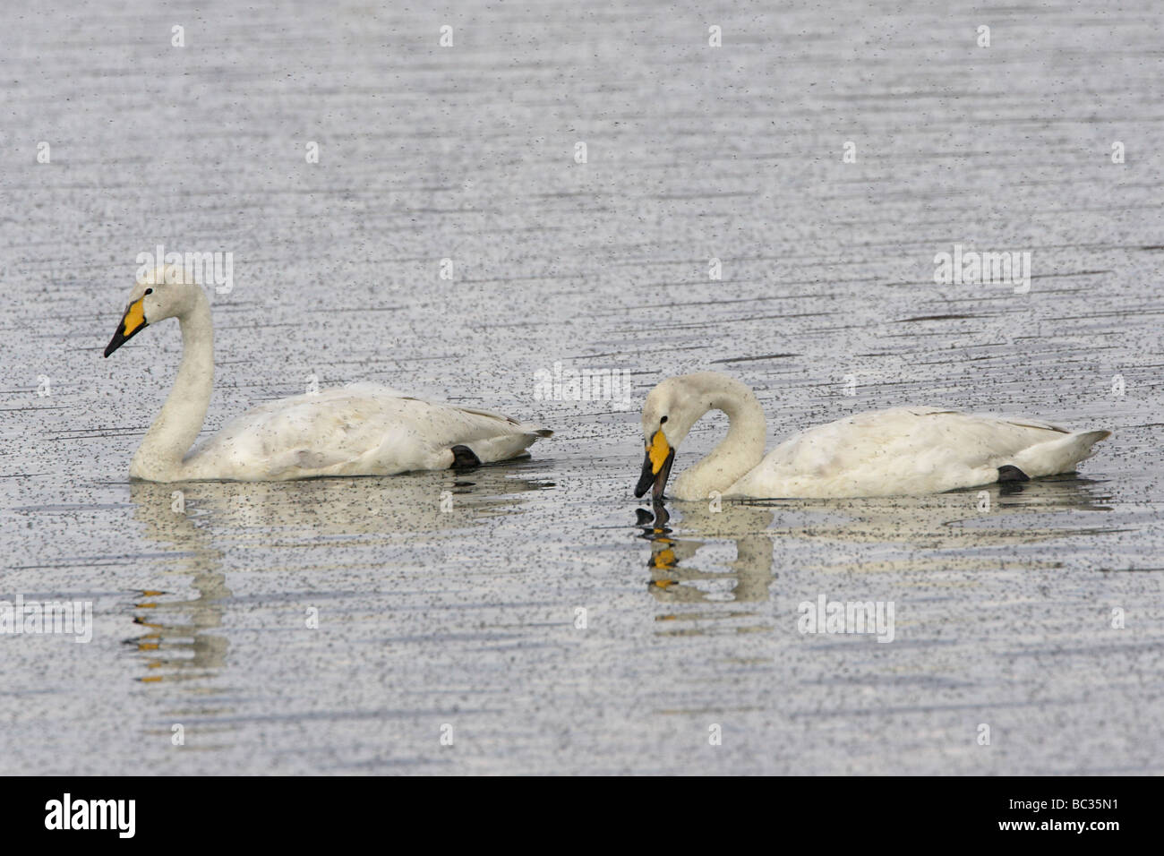 Una coppia di cigni Whooper sul Lago Myvatn circondato da mosche Foto Stock