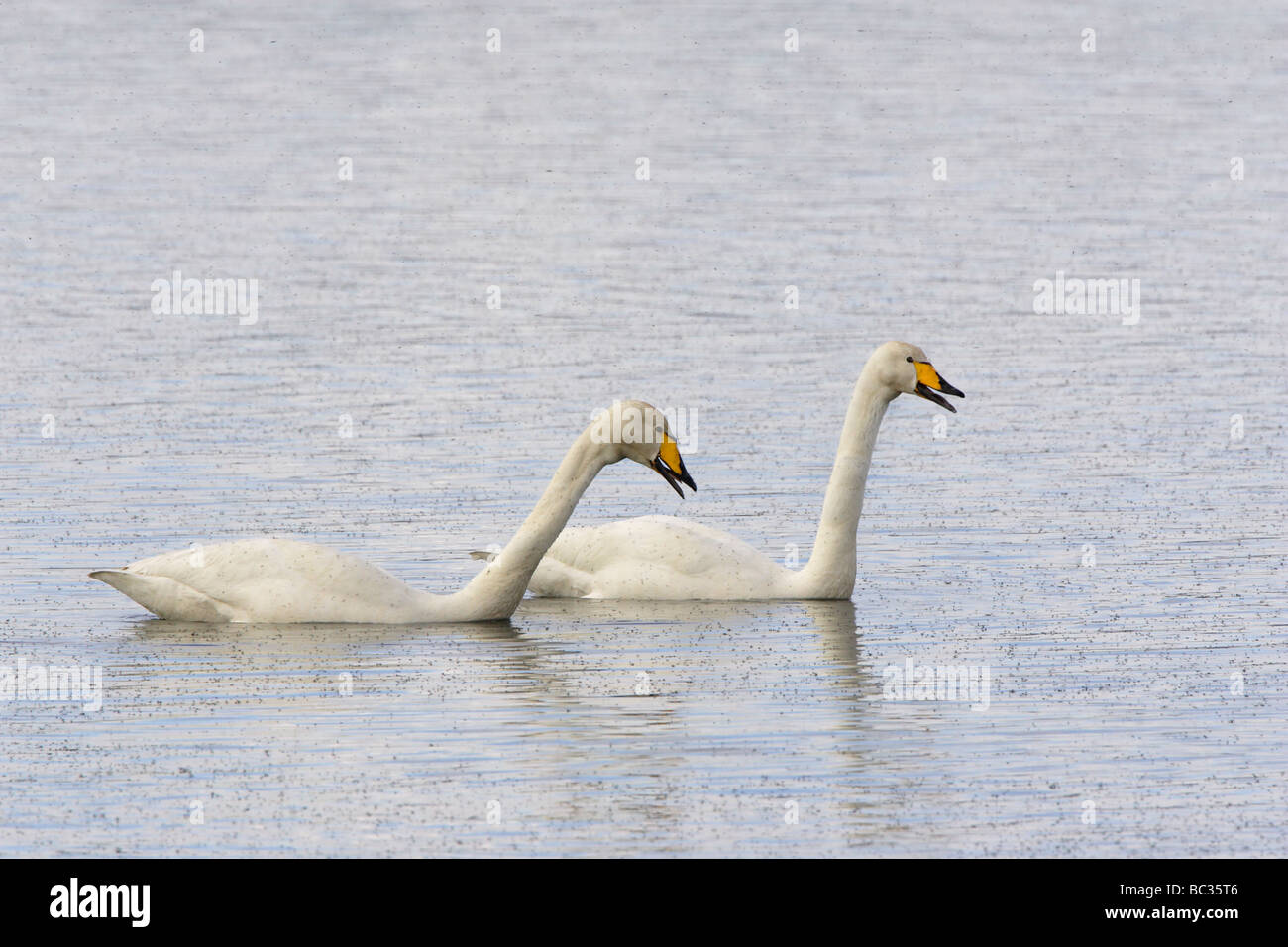 Una coppia di cigni Whooper sul Lago Myvatn circondato da mosche Foto Stock