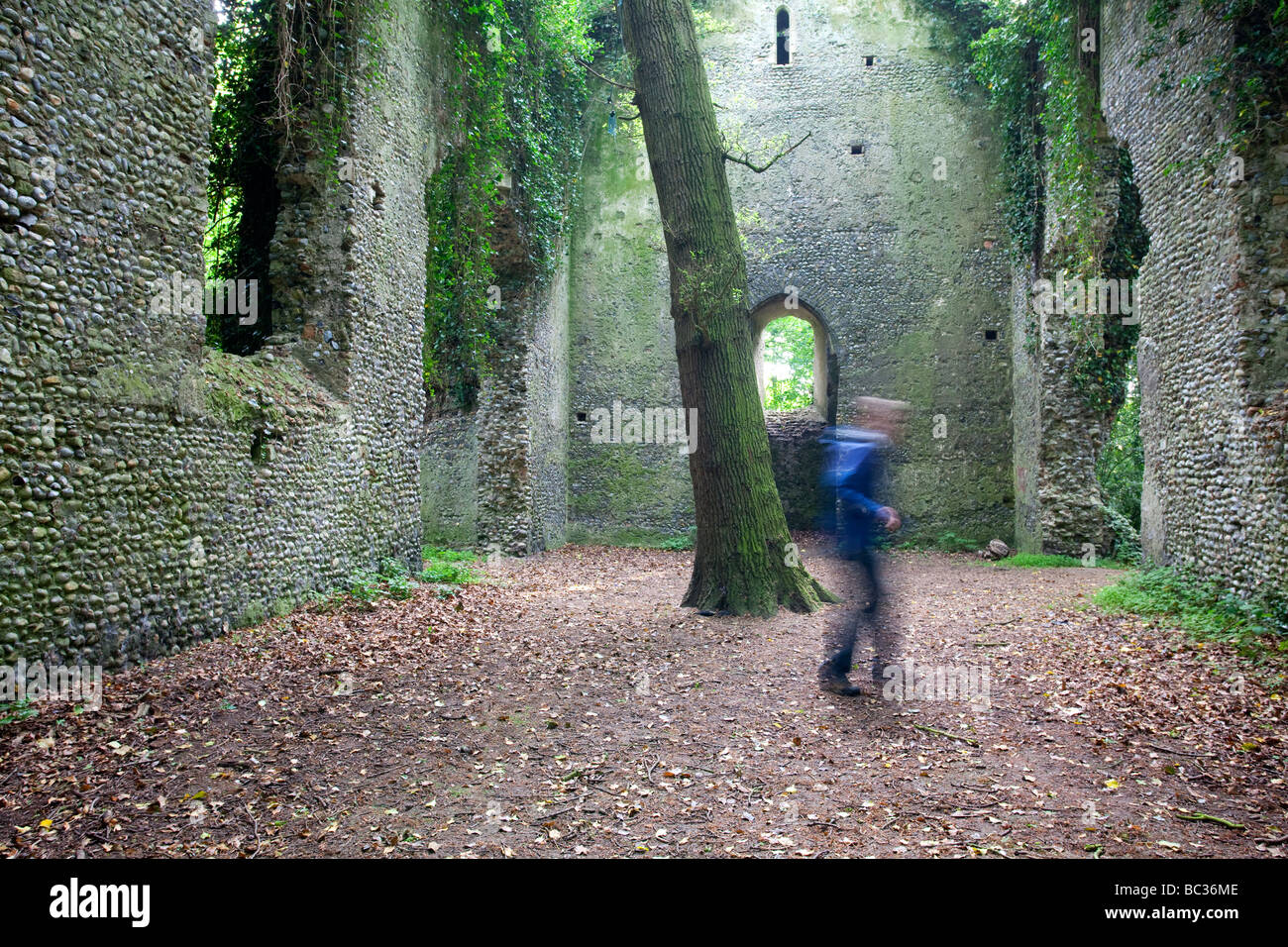 Abbandonata la chiesa di St Mary a Oriente Somerton in Norfolk con una grande quercia albero che cresce attraverso la parte centrale della navata centrale Foto Stock