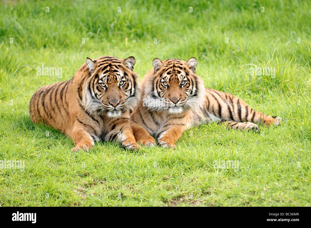 La tigre di Sumatra fratelli germani Foto Stock