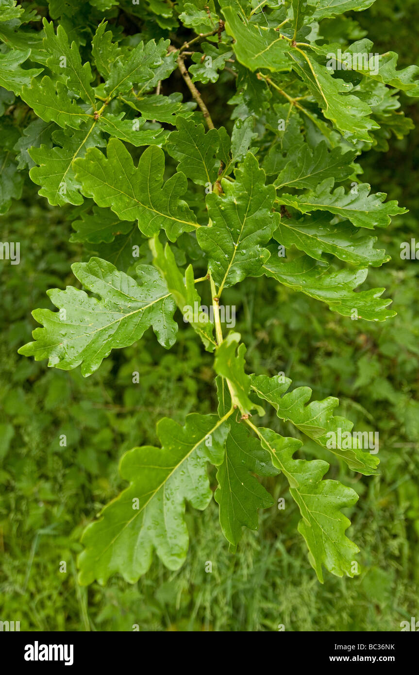 Wet quercia foglie durante una doccia a pioggia Foto Stock