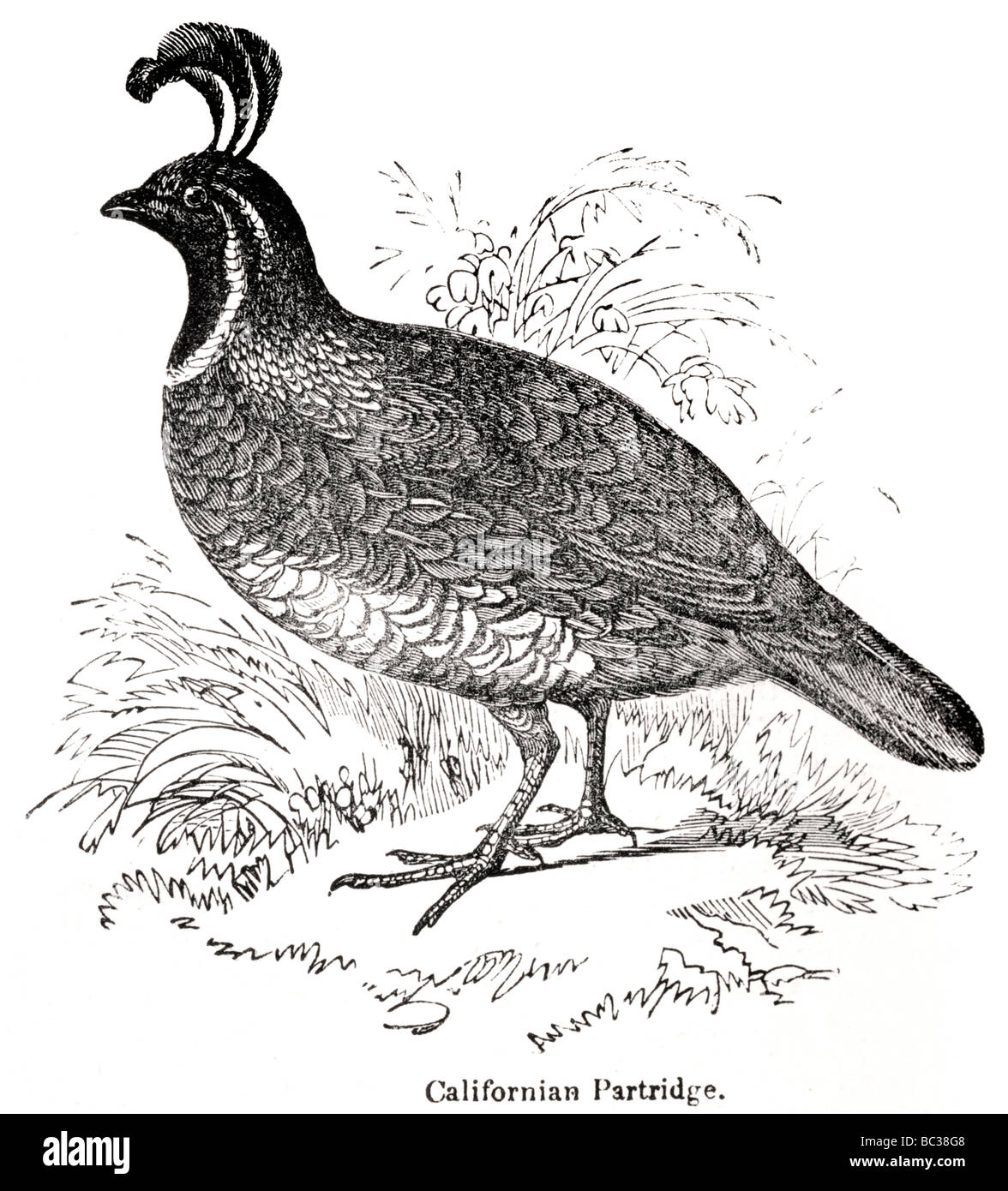 Pernice californiano Foto Stock