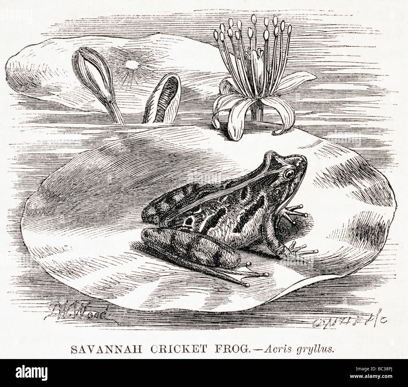 Il Savannah cricket rana gryllus acris Foto Stock