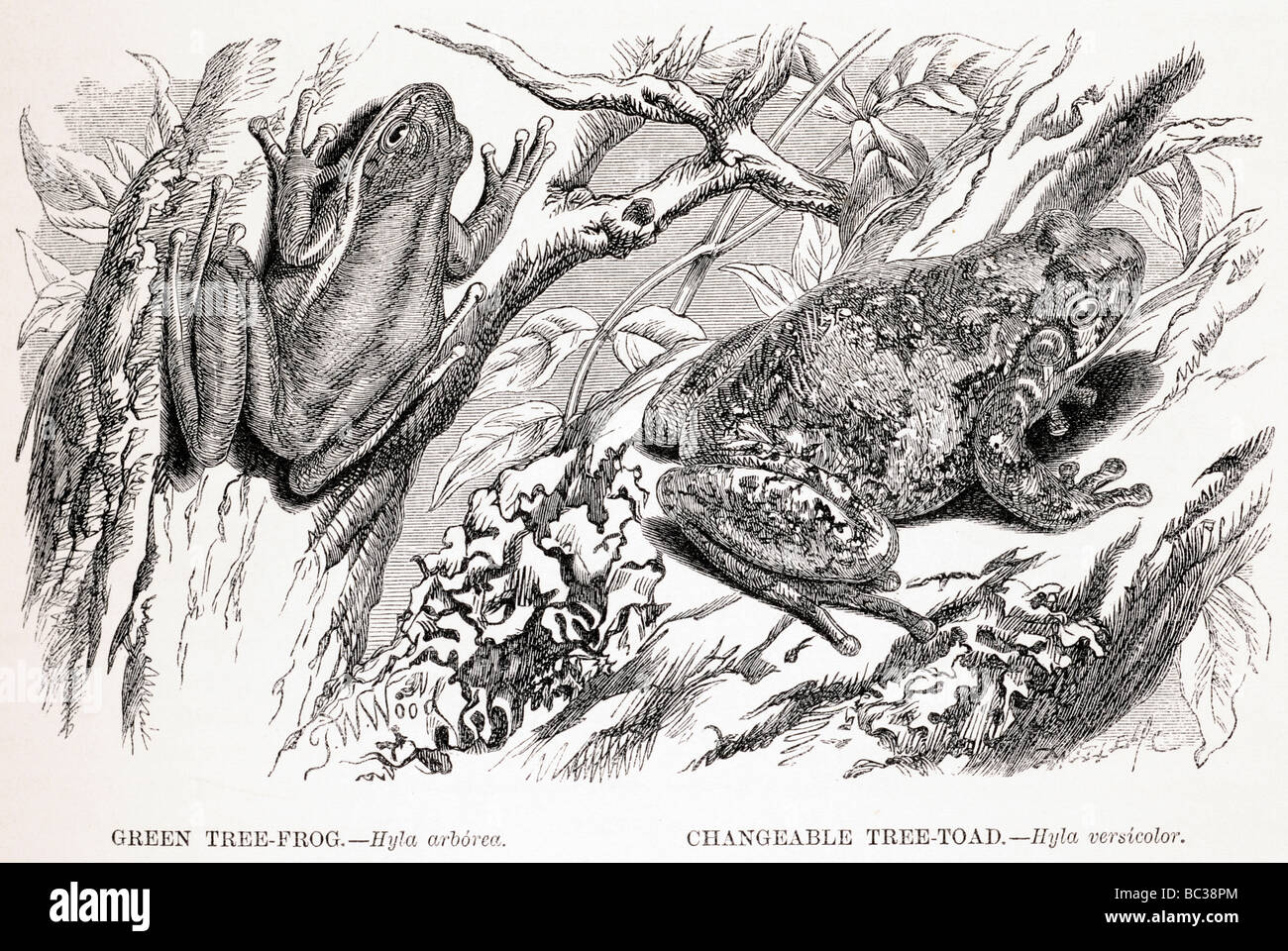 Ranocchio verde hyla arborea struttura modificabile toad hyla versicolor Foto Stock