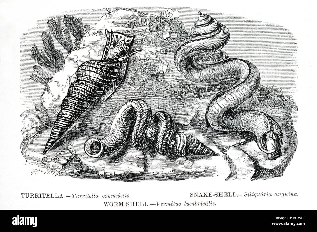 Serpente turritella shell shell worm Foto Stock