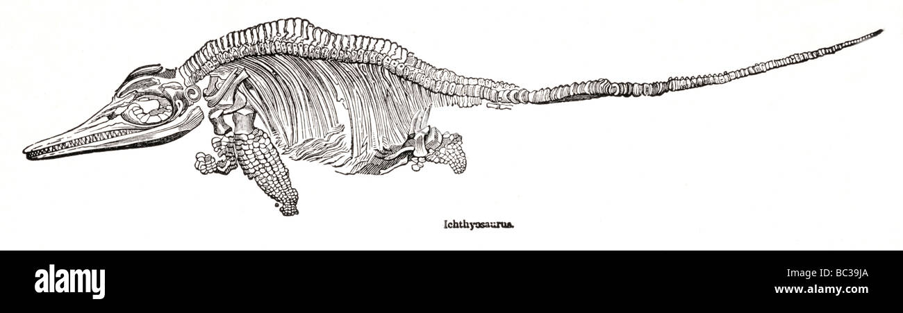 ichthyosaurua Foto Stock