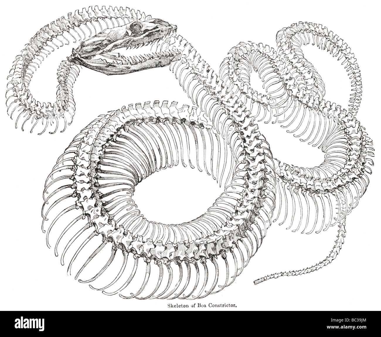 Scheletro di Boa constrictor Foto Stock
