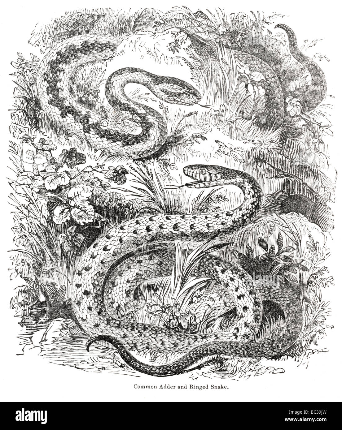 Sommatore comune e inanellato snake Foto Stock