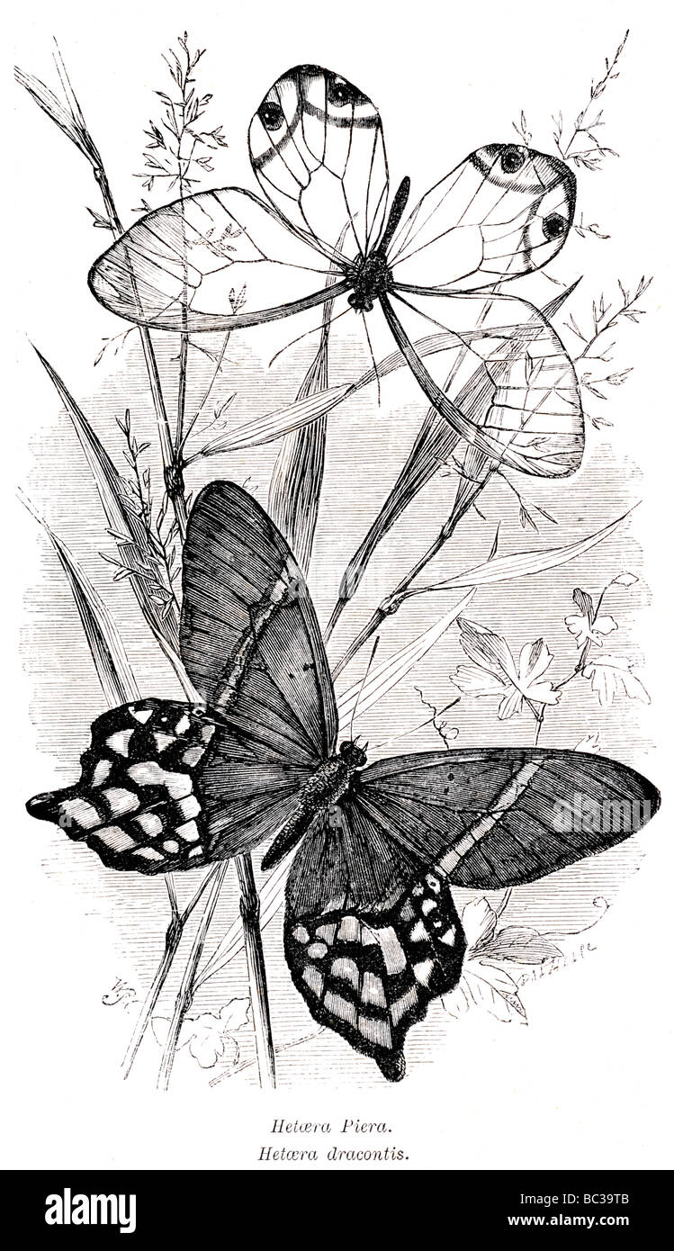 Hetaera piera hetaera dracontis Foto Stock