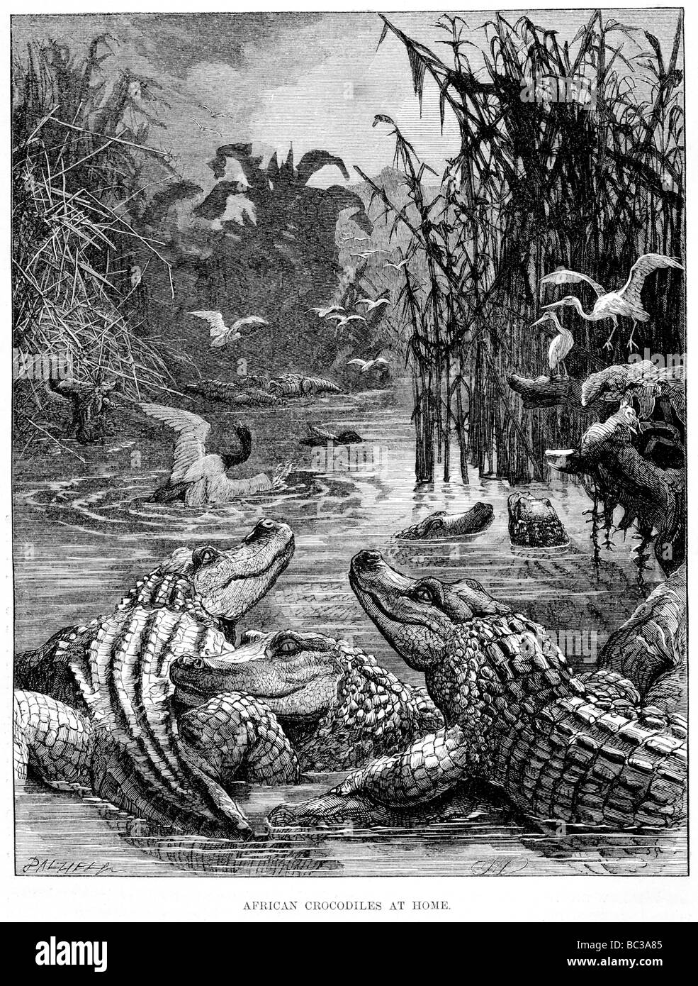 Coccodrilli africani a casa Chordata Reptilia Crocodylia Crocodylinae Crocodylidae Crocodylus niloticus C. Crocodylus niloticus Foto Stock