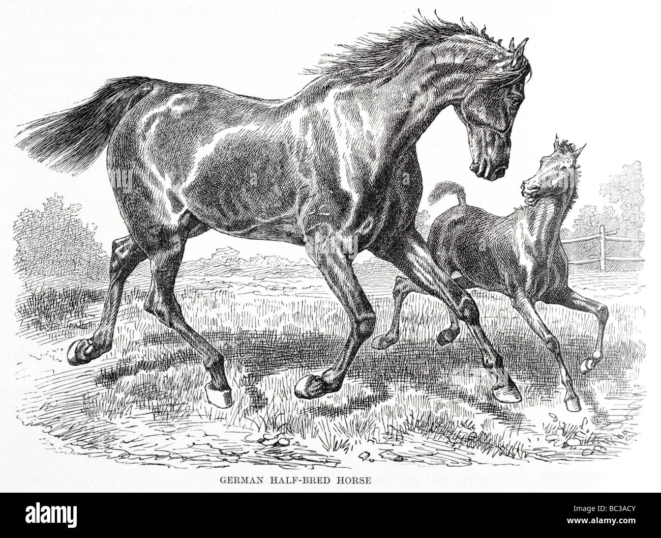 Il tedesco metà cavallo di razza Foto Stock