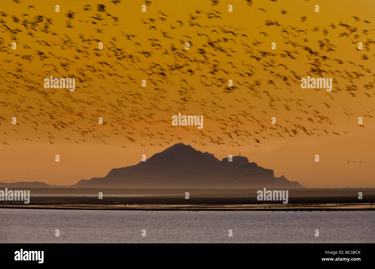 Stormo di uccelli al tramonto, Vestmannaeyjar isole, le isole Westman, Islanda Foto Stock
