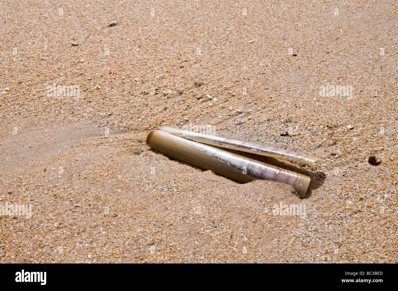 Vongola rasoio sulla spiaggia sabbiosa Foto Stock