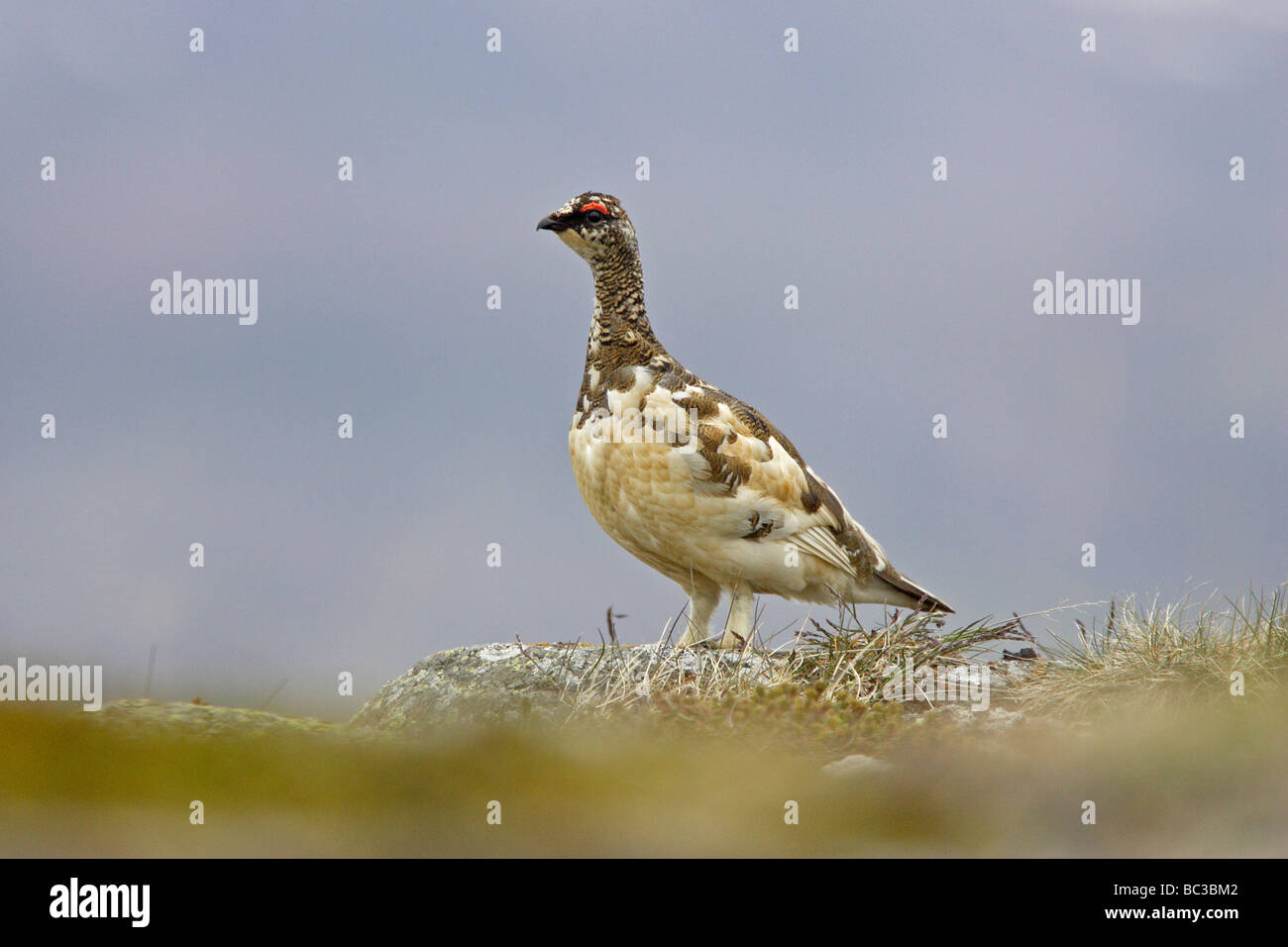 Maschio di Pernice bianca Foto Stock