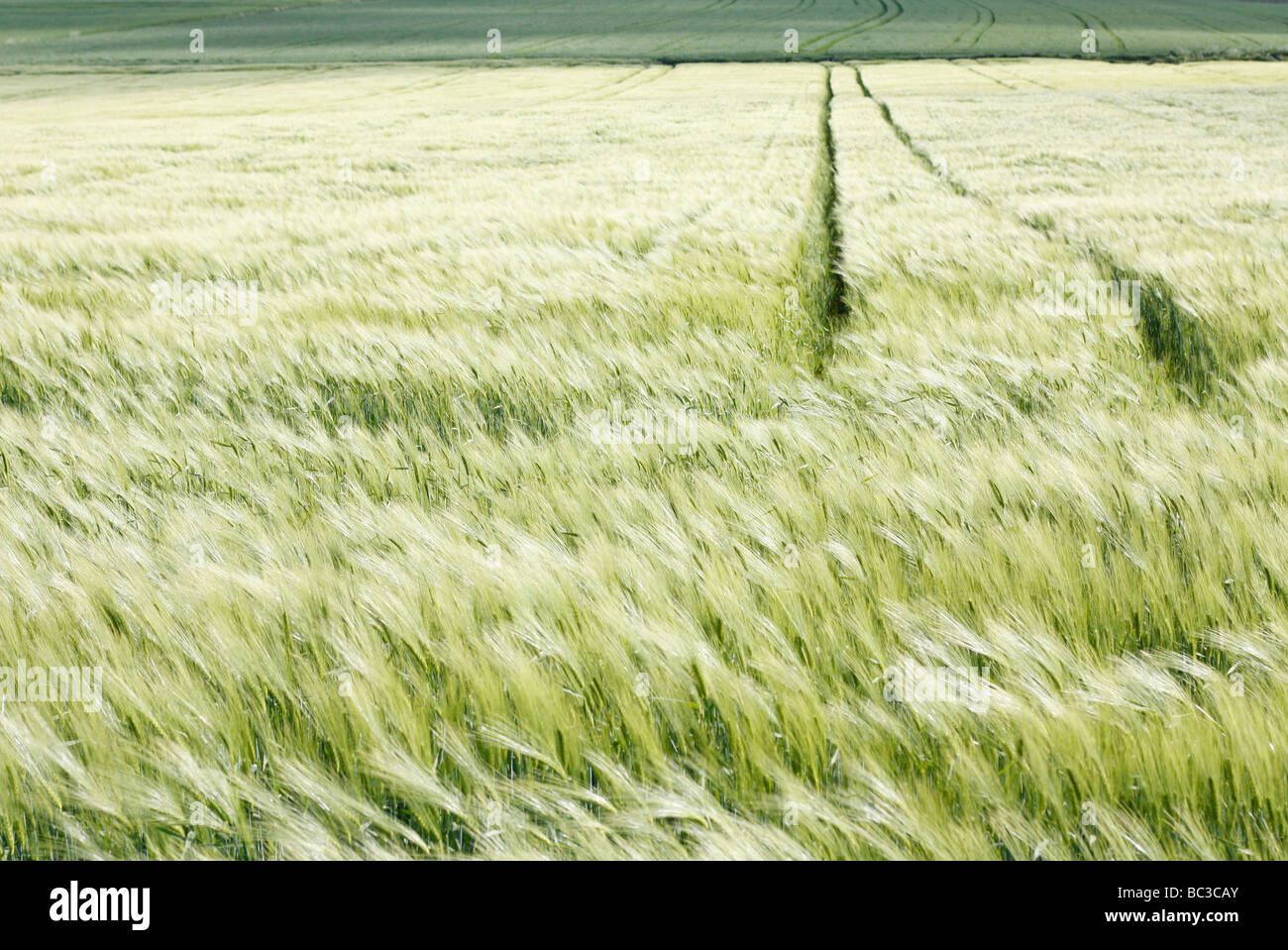 Remoto campo di avena Foto Stock