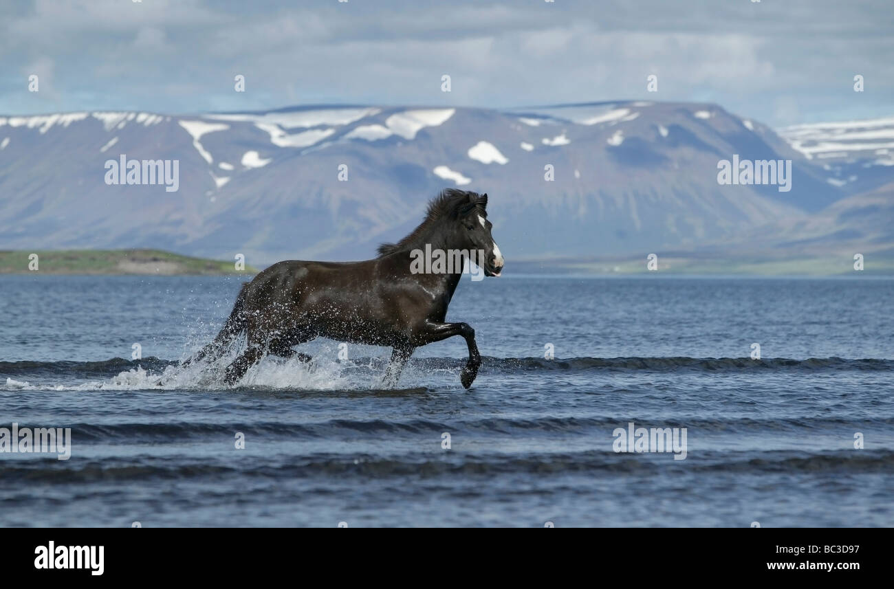 Cavallo islandese in esecuzione nel fiordo, Skagafjordur, Islanda Foto Stock