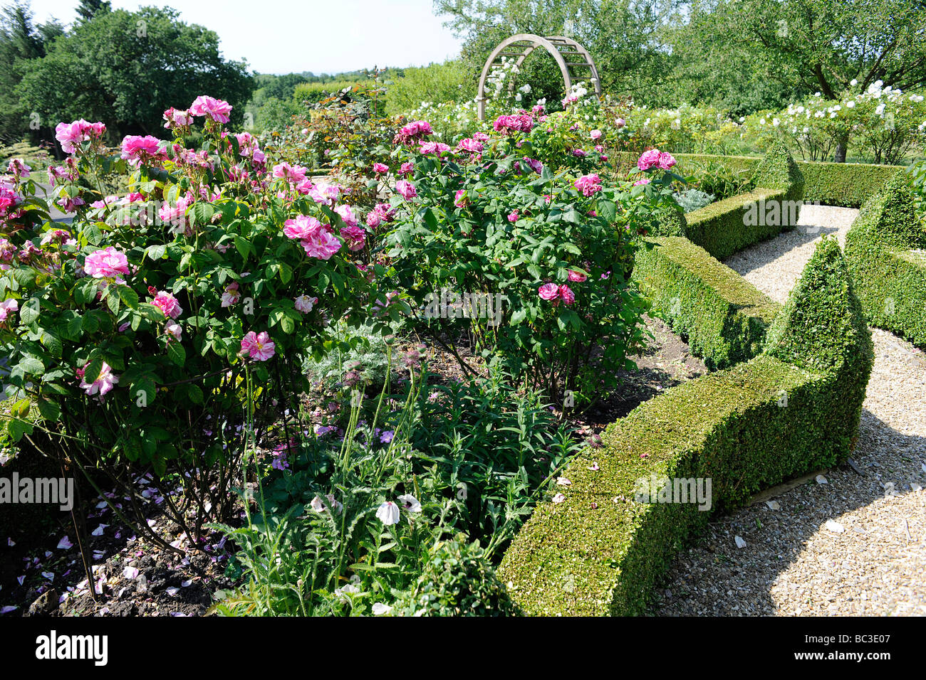 Scatolato di siepi in un giardino inglese nel Somerset, Regno Unito Foto Stock