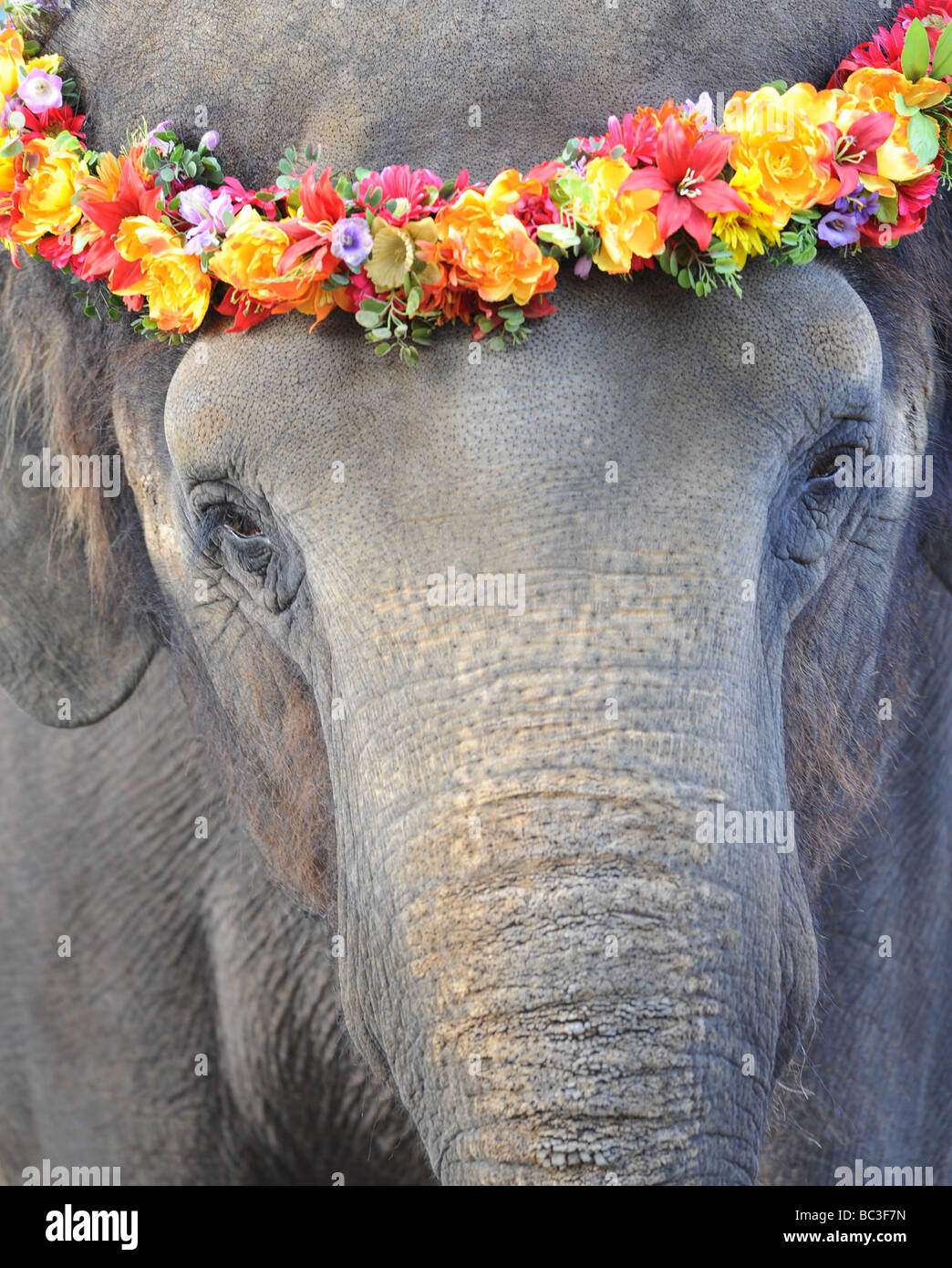 Full frame close up di elefante asiatico con fiore giaceva sul capo, bangkok, Thailandia, asia Foto Stock