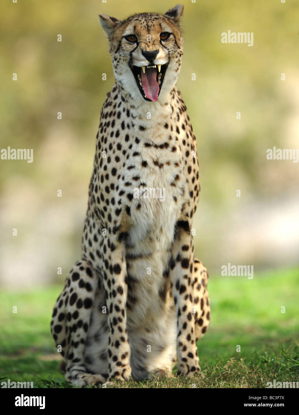 Cheetah africani ululano alla fotocamera full frame close up, big cat Foto Stock