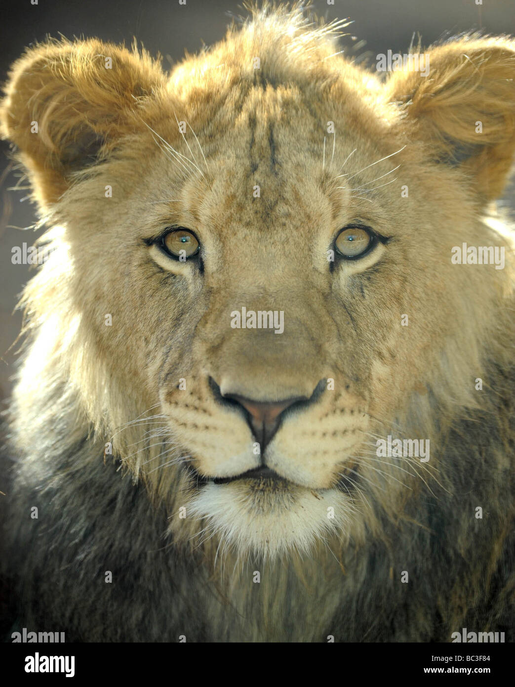 Close up full frame del bambino maschio di leone africano guardando la fotocamera Foto Stock