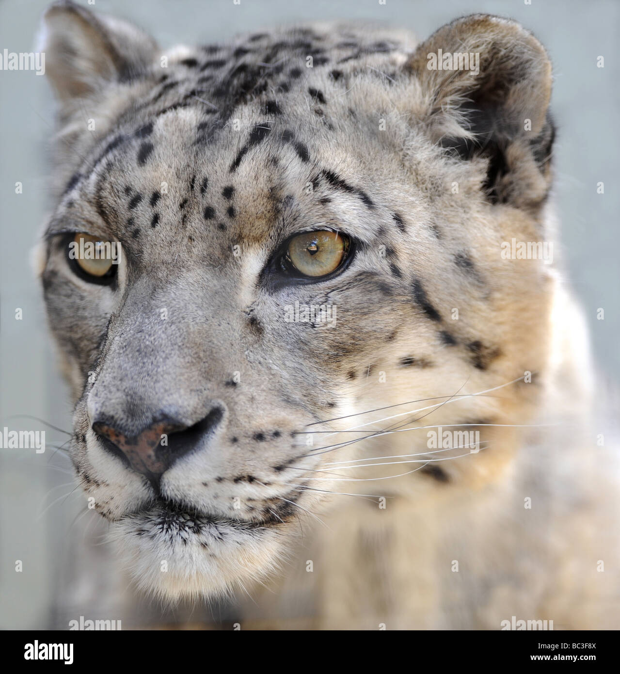 Close up full frame del magnifico snow leopard si trovano normalmente in mountaneous asia centrale Foto Stock
