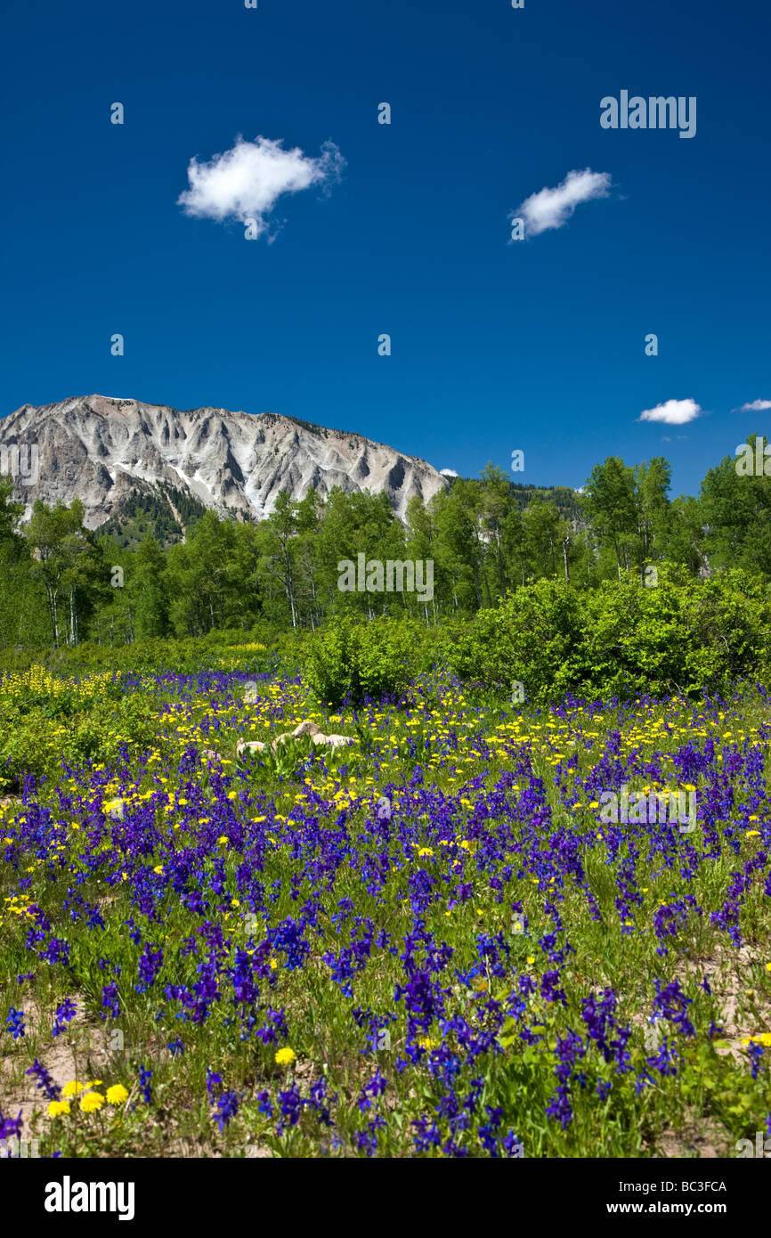 Viola Lupin Golden Banner Larkspur molla vicino Kebler Pass Colorado USA Foto Stock