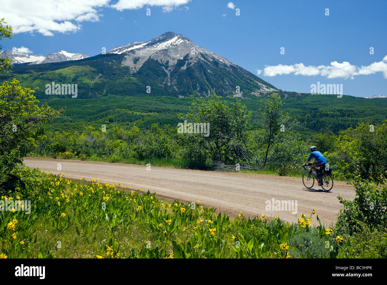 Un lone ciclista pedala su RD 12 verso Kebler Pass Colorado mulo orecchie Girasole famiglia crescere a fianco della strada Foto Stock