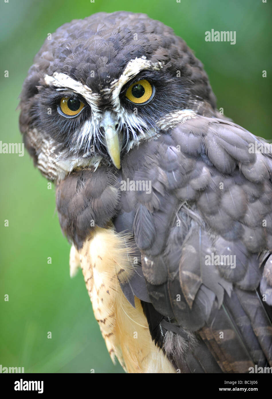 Costa Rican spectacled owl close up full frame, San Jose, Costa Rica, america latina Foto Stock