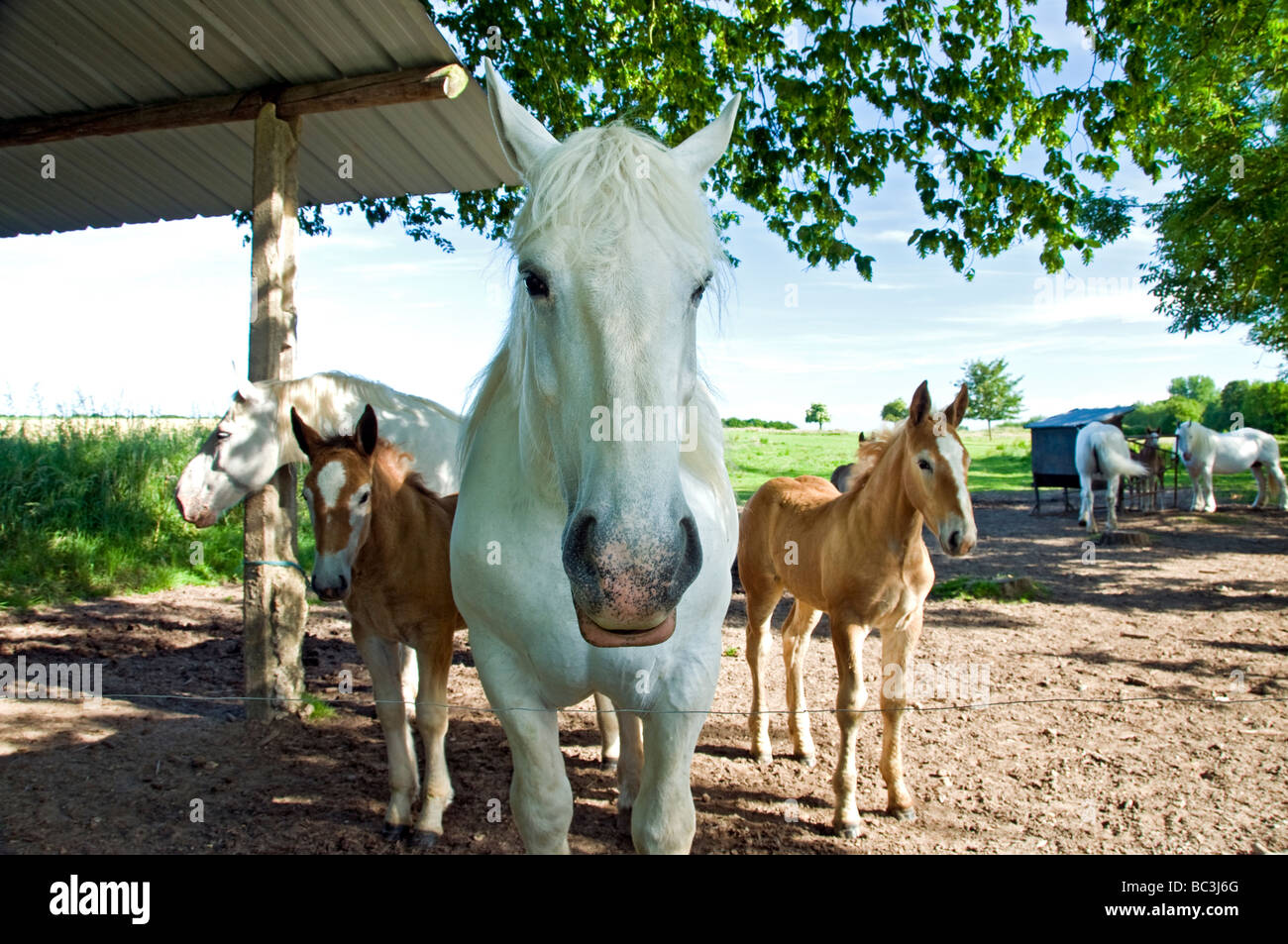 Stallone bianco, mare e due puledri nella calma surreale pongono nella soleggiata ben tenuto paddock di campo Foto Stock