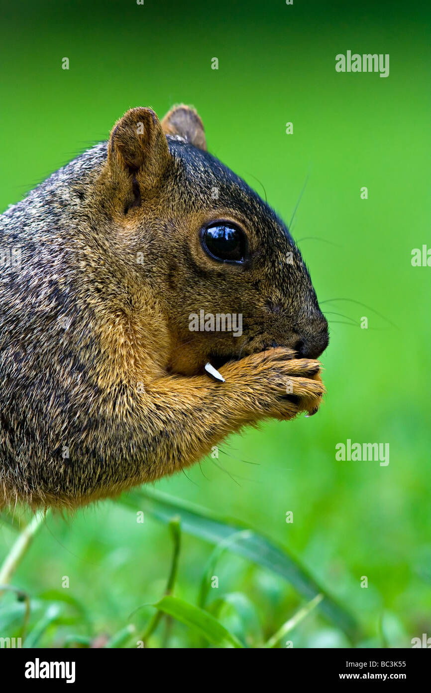 Fox Squirrel sul prato Foto Stock
