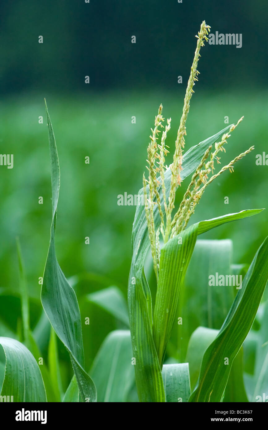 Pianta di cereale Foto Stock