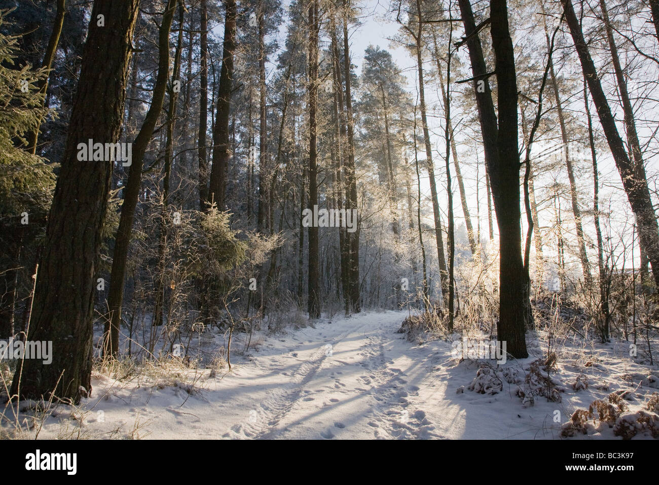 Strada di terra con auto via da inverno nevoso foresta al tramonto Foto Stock