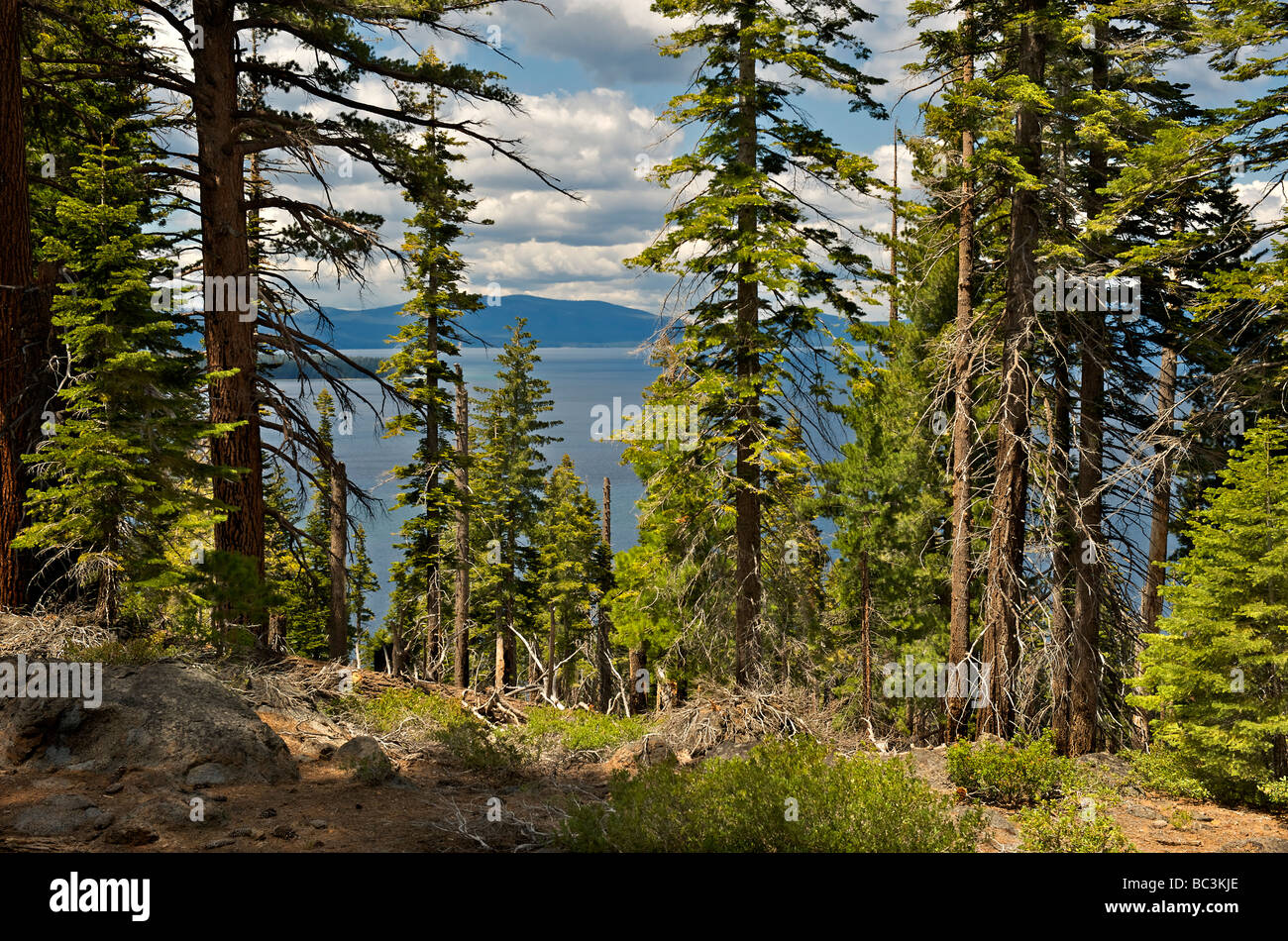 Pineta in Lake Tahoe, California, Nord America, U.S.A. Foto Stock