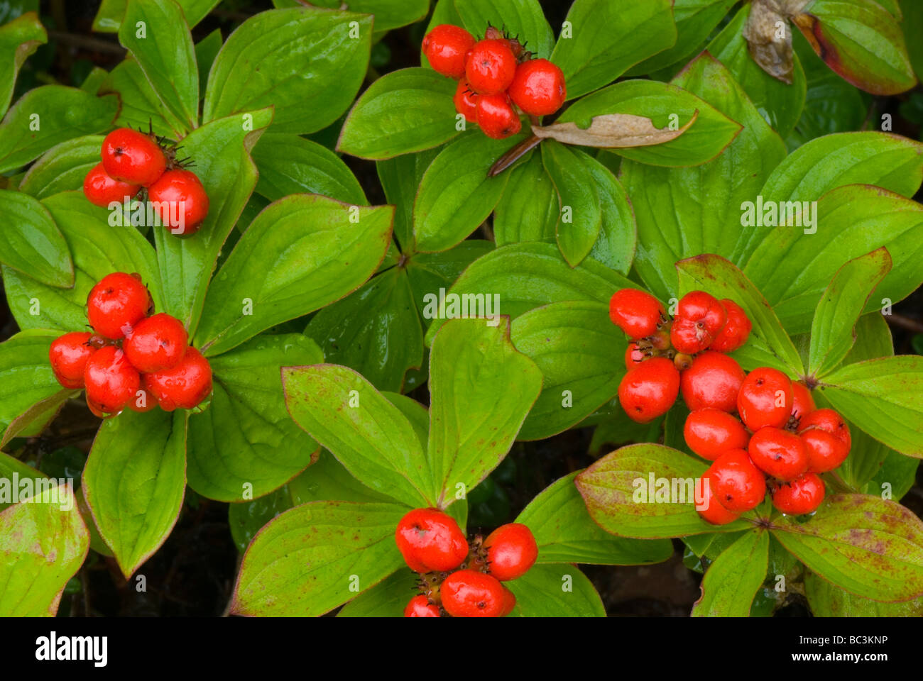 Bunchberry Cornus canadensis Foto Stock