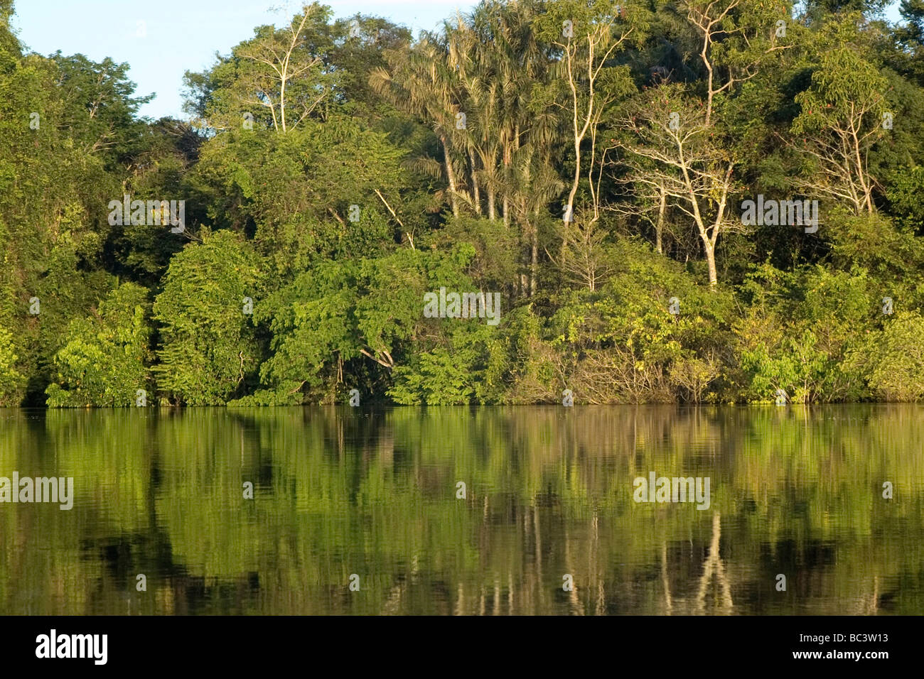 Inondata Foresta Pluviale Tropicale - Brasile Foto Stock