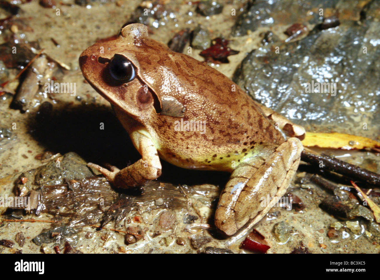 Grande escluso Rana, Mixophyes fasciolatus. Noto anche presso il fiume sbarrate Rana Foto Stock