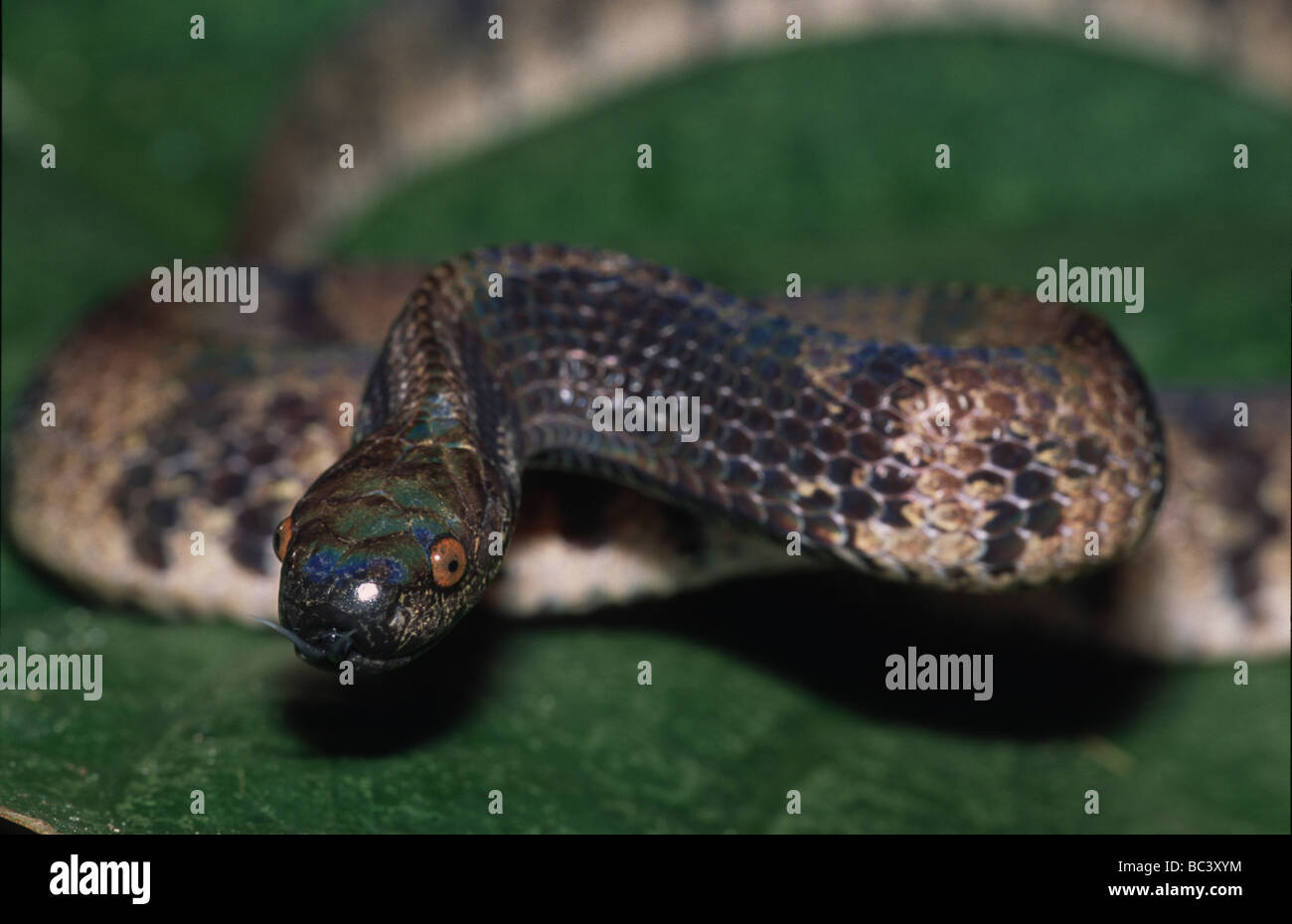 Buon Slug-eating Snake, Pareas laevis Foto Stock